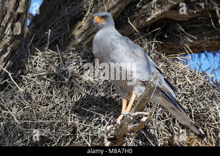 Blass chanting goshawk (Mielerax canorus) sitzen auf sociable Weaver Nest, auf der Suche nach Beute, Kgalagadi Transfrontier Park, Northern Cape, Südafrika Stockfoto