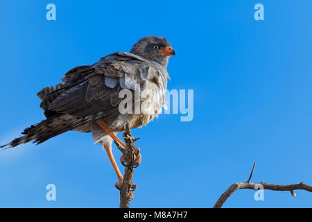 Blass chanting goshawk (Mielerax canorus), sitzt auf einem Baum, auf der Suche nach Beute, Kgalagadi Transfrontier Park, Northern Cape, Südafrika Stockfoto