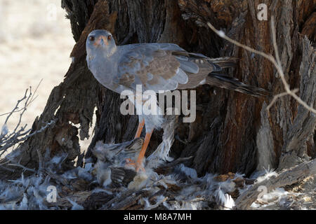 Blass chanting goshawk (Melierax canorus) Fütterung auf Aas eines unreifen Martial Eagle, Kgalagadi Transfrontier Park, Northern Cape, Südafrika Stockfoto