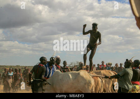 Afrika, Äthiopien, Omo-tal Hamer Stamm das Springen der Bullen Zeremonie. Der eingeweihte Sprünge auf eine Linie von zehn oder mehr Stiere seiner Familie Stockfoto