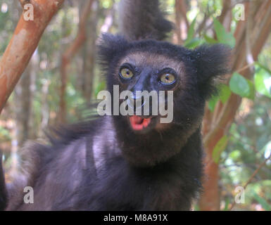 Milne-Edwards' Sifaka (Propithecus Edwardsi) in Madagaskar fotografiert. Stockfoto