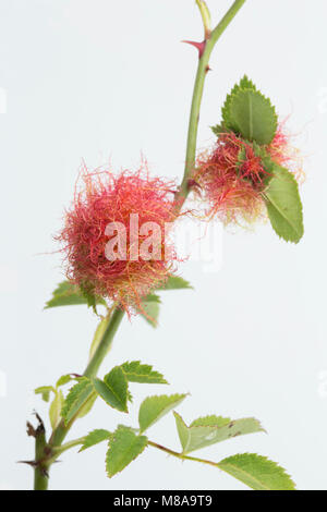 Robin nadelkissen Gall, Diplolepis rosae auf einem Feld Rose, Rosa arvensis, Dorset UK, weißer Hintergrund Stockfoto