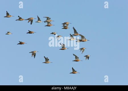 Bar-tailed Godwit und Curlew Sandpiper fliegen; Rosse Grutto en Krombekstrandloper vliegend Stockfoto