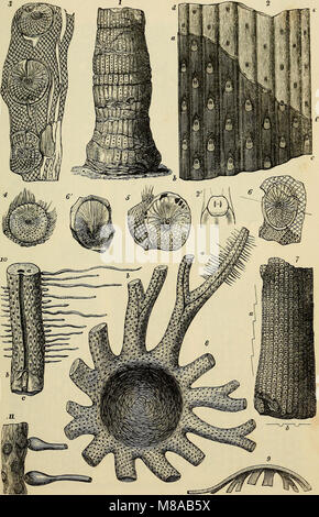 Geologie und Mineralogie als mit Verweis auf natürliche Theologie (1836) (14782336534) Stockfoto