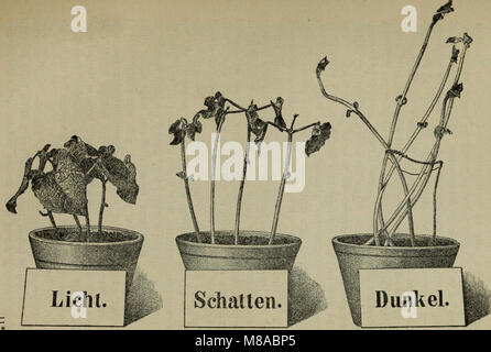 Diesem Sterben der Pflanzen; ein Handbuch für Land- und Forstwirte, Gärtner, Gartenfreunde und Botaniker (1895) (20929854065) Stockfoto