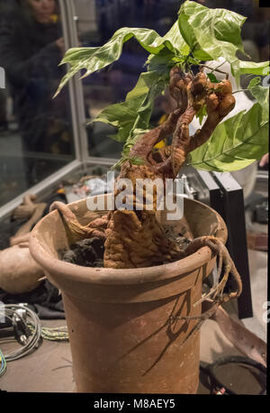 LEAVESDEN, UK - 24. FEBRUAR 2018: Mandrake Anlage anzeigen Bei der Herstellung von Harry Potter Tour bei Warner Bros Studios in Leavesden, Großbritannien Stockfoto