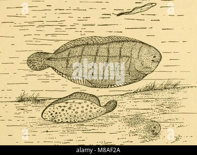 Goldfisch Sorten und tropische Aquarium Fische; eine komplette Anleitung zum Aquarien und verwandte Themen (1917) (14597729720) Stockfoto
