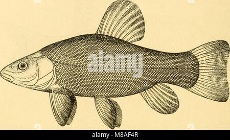 Goldfisch Sorten und tropische Aquarium Fische; eine komplette Anleitung zum Aquarien und verwandte Themen (1917) (14761440266) Stockfoto