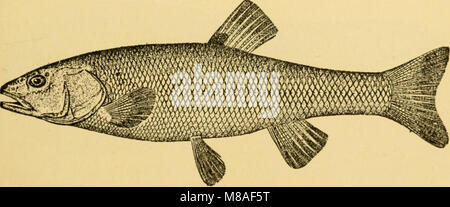 Goldfisch Sorten und tropische Aquarium Fische; eine komplette Anleitung zum Aquarien und verwandte Themen (1917) (14784088042) Stockfoto