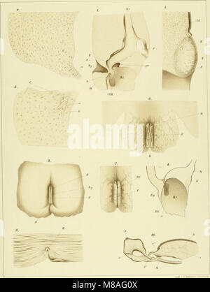 Medusen Sterben; morphologisch und physiologisch in ihr Nervensystem untersucht (1878) (20309612864) Stockfoto