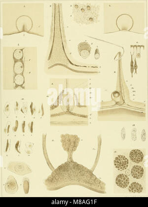 Medusen Sterben; morphologisch und physiologisch in ihr Nervensystem untersucht (1878) (20309627584) Stockfoto