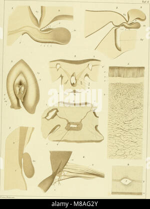 Medusen Sterben; morphologisch und physiologisch in ihr Nervensystem untersucht (1878) (20922466592) Stockfoto