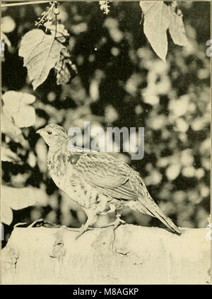 Graue Dame und die Vögel; Geschichten der Vogel Jahr für Haus und Schule (1907) (14752500111) Stockfoto