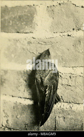 Graue Dame und die Vögel; Geschichten der Vogel Jahr für Haus und Schule (1907) (14755669225) Stockfoto