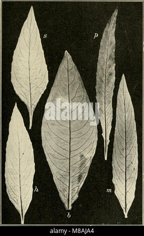 Mutationstheorie sterben. Versuche und Beobachtungen über die Entstehung von Arten im Pflanzenreich (1903) (20933889215) Stockfoto