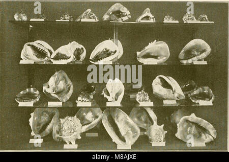 Leitfaden für die Natur Schätze von New York City; American Museum of Natural History, New York Aquarium, New York zoölogicl Park und Botanischer Garten, Brooklyn Museum, Botanischer Garten und Kinder (14777669081) Stockfoto