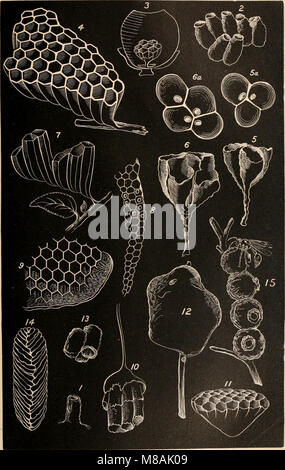 Dieser 1872 veröffentlichte Leitfaden dient als umfassende Ressource zum Verständnis der Rolle von Insekten in der Landwirtschaft. Sie deckt sowohl Nützlinge als auch schädliche Insekten für Nutzpflanzen ab und bietet Landwirten, Agrarstudenten und Entomologiestudierenden wertvolle Einblicke. Die Abhandlung vermittelt praktische Kenntnisse für den Schädlingsschutz und die Förderung von Nützlingen in der Landwirtschaft. Stockfoto