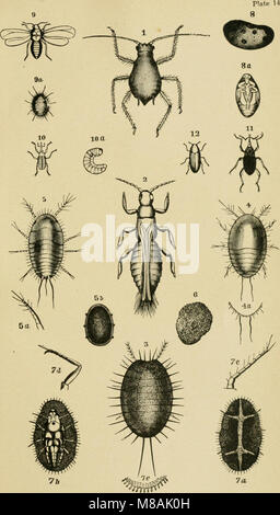 Leitfaden für die Untersuchung von Insekten und eine Abhandlung über die Schädigenden und vorteilhaft für Kulturpflanzen, für die Verwendung von Hochschulen, Schulen und Landwirte (1889) (14589992688) Stockfoto