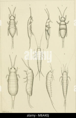 Dieser Leitfaden für 1889 konzentriert sich auf Insekten und ihre Auswirkungen auf Kulturen und hebt sowohl schädliche als auch nützliche Arten hervor. Es richtet sich an Hochschulen, Bauernschulen und Landwirtschaftsfachleute und bietet wichtige Informationen für die Verwaltung von Insektenpopulationen in der Landwirtschaft. Die Arbeit betont praktische, wissenschaftliche Ansätze zur Schädlingsbekämpfung und zum Pflanzenschutz. Stockfoto