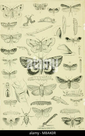 Leitfaden für die Untersuchung von Insekten und eine Abhandlung über die Schädigenden und vorteilhaft für Kulturpflanzen, für die Verwendung von Hochschulen, Schulen und Landwirte (1889) (14776324775) Stockfoto