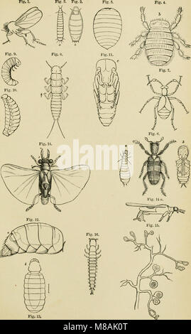 Leitfaden für die Untersuchung von Insekten und eine Abhandlung über die Schädigenden und vorteilhaft für Kulturpflanzen, für die Verwendung von Hochschulen, Schulen und Landwirte (1889) (14776375375) Stockfoto