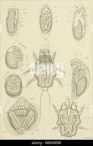 Leitfaden für die Untersuchung von Insekten und eine Abhandlung über die Schädigenden und vorteilhaft für Kulturpflanzen, für die Verwendung von Hochschulen, Schulen und Landwirte (1889) (14776610185) Stockfoto