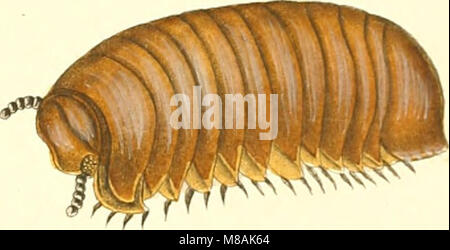 Die Myriapoden - getreu nach der Natur abgebildet und beschrieben (1863) (20934268945) Stockfoto