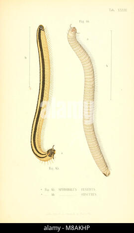 Die Myriapoden - getreu nach der Natur abgebildet und beschrieben (1863) (20313283233) Stockfoto