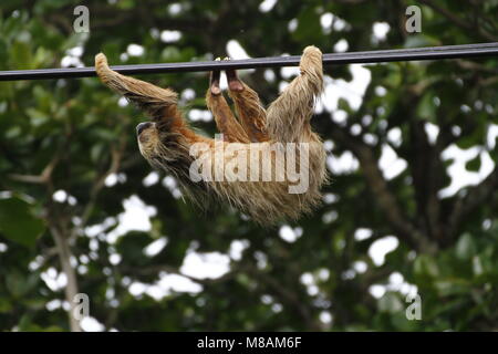 Zwei-toed sloth Klettern in Cahuita, Costa Rica Stockfoto