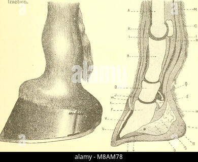 Hand-Buch von Horsemanship und die Gewohnheiten und Krankheiten der Pferde und andere Tiere (1885) (14596529060) Stockfoto