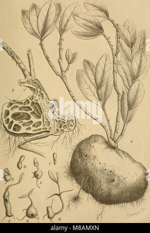 Die Natürlichen Pflanzenfamilien - nebst Stand wichtigeren Gattungen und Arten, insbesondere den Nutzpflanzen (1887) (20747946968) Stockfoto