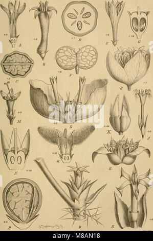 Die Natürlichen Pflanzenfamilien - nebst Stand wichtigeren Gattungen und Arten, insbesondere den Nutzpflanzen (1887) (20749215749) Stockfoto