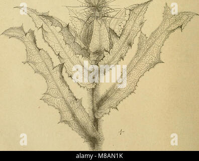Die Natürlichen Pflanzenfamilien - nebst Stand wichtigeren Gattungen und Arten, insbesondere den Nutzpflanzen (1887) (20749512669) Stockfoto