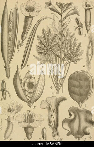 Die Natürlichen Pflanzenfamilien - nebst Stand wichtigeren Gattungen und Arten, insbesondere den Nutzpflanzen (1887-1909.) (20747847228) Stockfoto