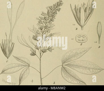Die Natürlichen Pflanzenfamilien - nebst Stand wichtigeren Gattungen und Arten, insbesondere den Nutzpflanzen (1887-1909.) (20935443875) Stockfoto