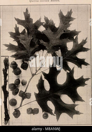 Das 1907 veröffentlichte Handbuch der Bäume der Nordstaaten und Kanadas enthält detaillierte Beschreibungen und Fotos von Bäumen, die in der Region östlich der Rocky Mountains gefunden wurden. Es umfasst verschiedene Arten von Bäumen, ihre Eigenschaften und ihre Lebensräume, die sich an Forstfachleute und -Enthusiasten richten. Stockfoto