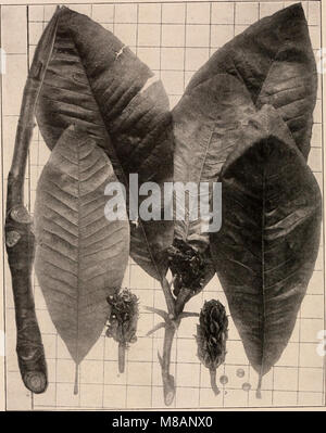 Handbuch der Bäume im nördlichen Staaten und Kanada östlich der Rocky Mountains. Foto-beschreibende (1907) (14598359560) Stockfoto