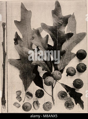 Handbuch der Bäume im nördlichen Staaten und Kanada östlich der Rocky Mountains. Foto-beschreibende (1907) (14598386178) Stockfoto