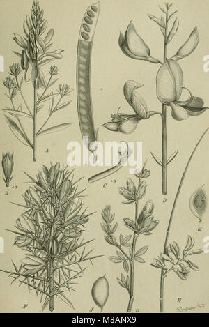 Die Natürlichen Pflanzenfamilien - nebst Stand wichtigeren Gattungen und Arten, insbesondere den Nutzpflanzen (1887-1909.) (20935645405) Stockfoto
