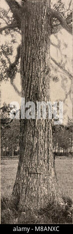 Dieses Handbuch aus dem Jahr 1907 bietet einen fotografischen und beschreibenden Leitfaden zu den Bäumen, die in den nördlichen bundesstaaten der USA und Kanada östlich der Rocky Mountains gefunden werden, und behandelt die Identifizierung von Arten und ökologische Rollen. Stockfoto