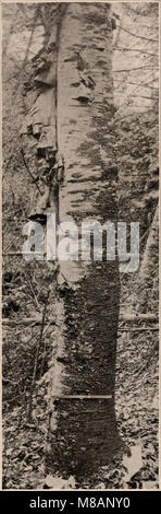 Dieses Handbook of Trees (1907) enthält detaillierte Beschreibungen von Bäumen in den nördlichen bundesstaaten und Kanada, einschließlich fotografischer Abbildungen und Beschreibungen von in der Region heimischen Arten. Stockfoto