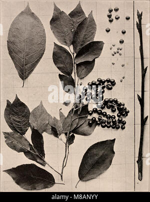 Das Handbuch der Bäume der Nordstaaten und Kanadas, das 1907 veröffentlicht wurde, ist ein umfassender Leitfaden zu den einheimischen Baumarten in diesen Regionen. Es enthält detaillierte Beschreibungen, Fotos und Merkmale verschiedener Bäume östlich der Rocky Mountains und liefert wichtige Informationen für Botaniker, Forstprofis und Umweltforscher. Stockfoto