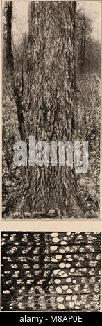 „Handbook of the Trees of the Northern States and Canada“ (1907) ist ein umfassender Leitfaden zu Bäumen im Norden der USA und im Osten Kanadas, mit fotobeschreibenden Details zu ihrer Identifizierung und ihren Lebensräumen. Stockfoto