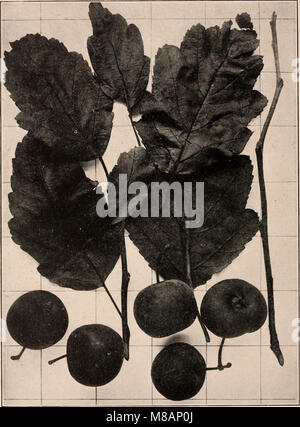 Handbuch der Bäume im nördlichen Staaten und Kanada östlich der Rocky Mountains. Foto-beschreibende (1907) (14762141966) Stockfoto