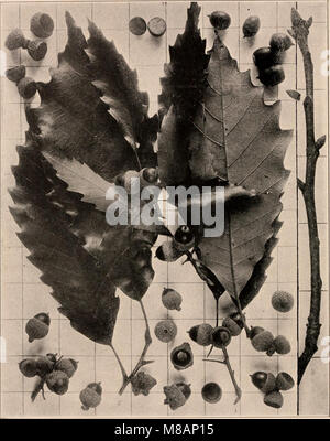 Handbuch der Bäume im nördlichen Staaten und Kanada östlich der Rocky Mountains. Foto-beschreibende (1907) (14781889981) Stockfoto