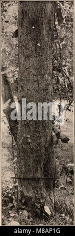 Das Handbuch der Bäume der Nordstaaten und Kanadas aus dem Jahr 1907 enthält fotobeschreibende Details zur Identifizierung und Klassifizierung von in der Region gefundenen Baumarten, wobei der Schwerpunkt auf der Flora östlich der Rocky Mountains liegt. Stockfoto