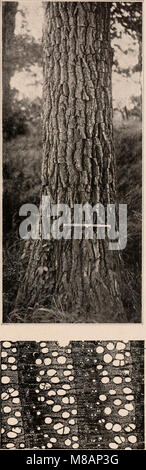 Dieses Handbuch von 1907 bietet einen ausführlichen Leitfaden zu den Bäumen im Norden der USA und Kanada östlich der Rocky Mountains. Sie enthält Beschreibungen und Fotografien verschiedener Baumarten, die eine visuelle und wissenschaftliche Referenz für die Pflanzenidentifizierung darstellen. Stockfoto