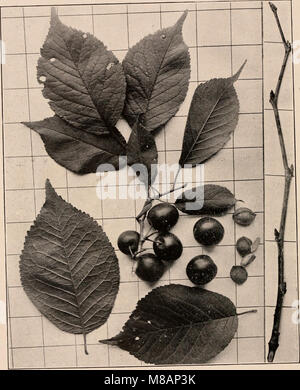 Dieses Handbuch von 1907 bietet einen fotobeschreibenden Leitfaden zu den Bäumen der nördlichen bundesstaaten und Kanadas, mit detaillierten Beschreibungen und Bildern einheimischer Baumarten. Stockfoto