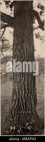 Das Handbuch von 1907 bietet einen fotobeschreibenden Leitfaden zu den Bäumen der nördlichen bundesstaaten und Kanadas östlich der Rocky Mountains und behandelt Identifikation, Verteilung und Merkmale. Stockfoto