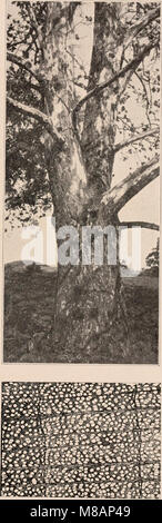 Dieses Handbuch von 1907 enthält detaillierte Beschreibungen und Fotos von Baumarten, die im Norden der Vereinigten Staaten und Kanadas östlich der Rocky Mountains gefunden wurden. Es dient als wertvolle Ressource für Botaniker und Naturliebhaber. Stockfoto